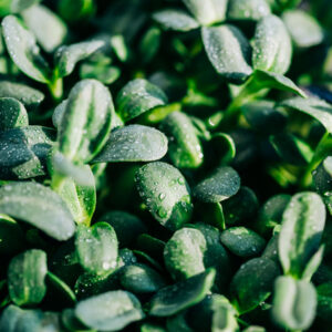 Fenugreek