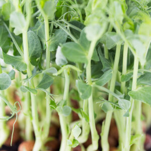 Pea Shoots