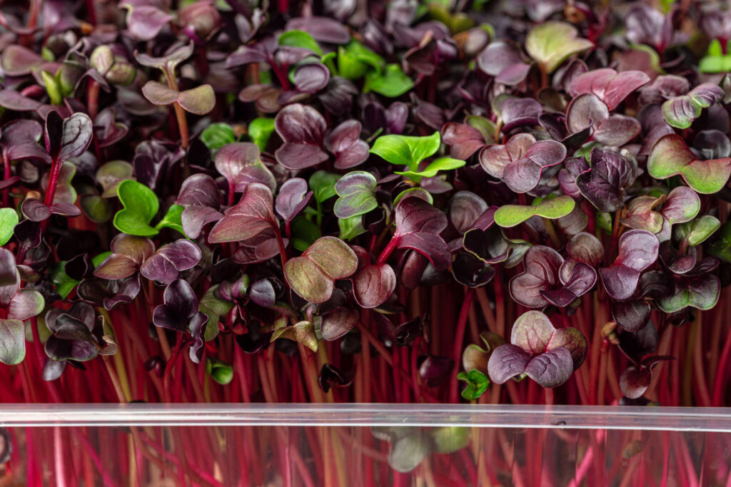 Red Radish