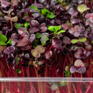 Red Radish