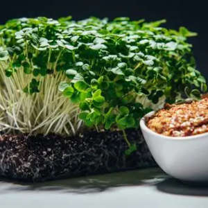 Arugula